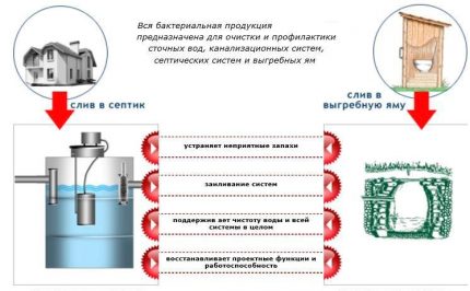 Бактерии за септици и изгребни ями.