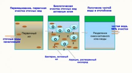 За какво са нужни бактериите за септици