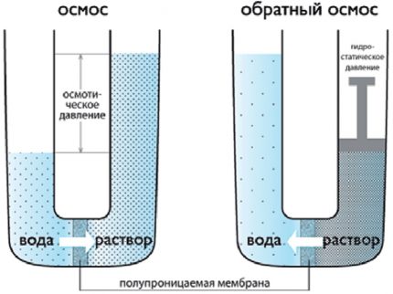 Лабораторен модел на осмоза