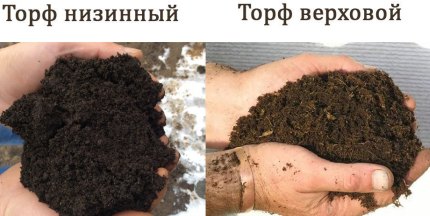 Разлика между низинен и височинен торф