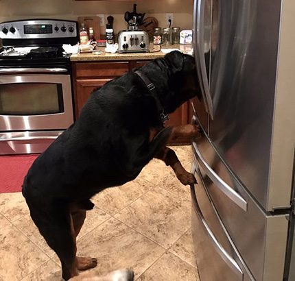 Ein Hund oder eine Katze kann die Tür leicht öffnen.