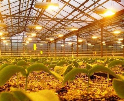 Натриеви лампи за осветление на оранжерии