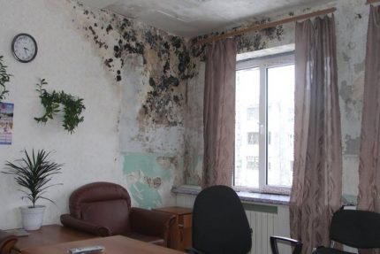 Стени, заразени с плесен