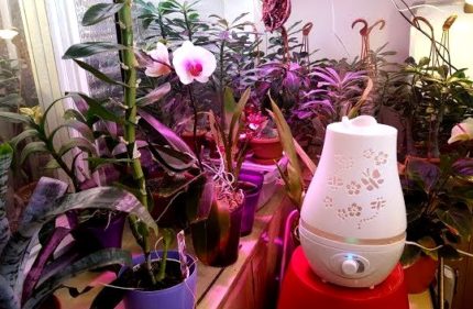 Luftbefeuchter in der heimischen Orangerie