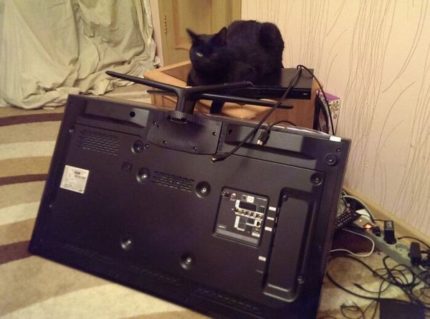 Котка и телевизор Котка и телевизор